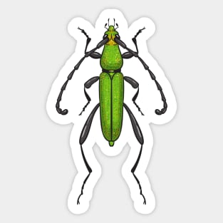 Green beetle Sticker